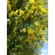 Etelänkultasade (Laburnum anagyroides)